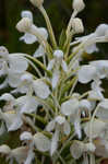 White fringed orchid